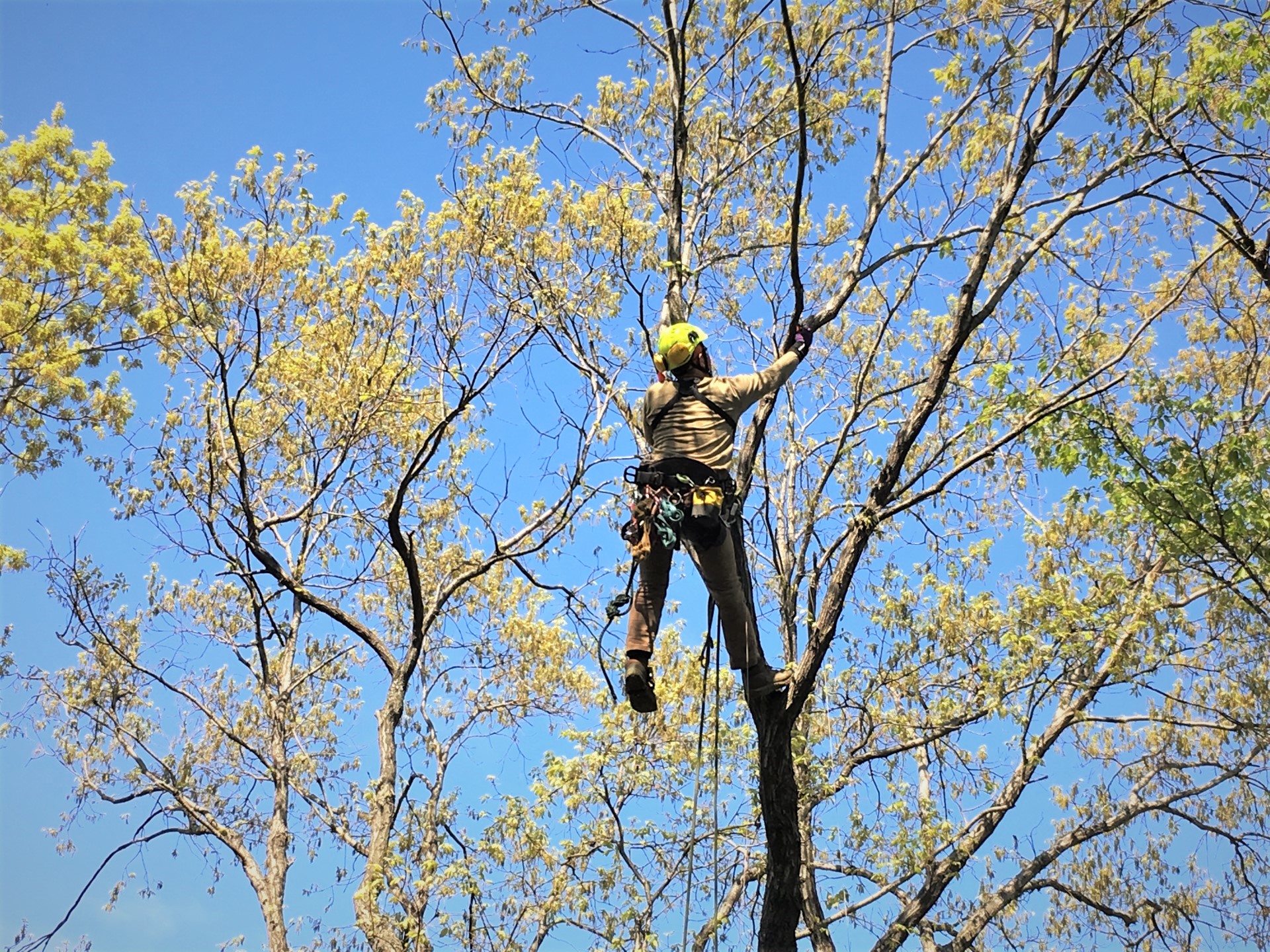 Pruning 5