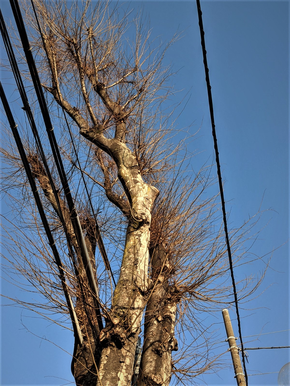 Photo of pruned trees 2