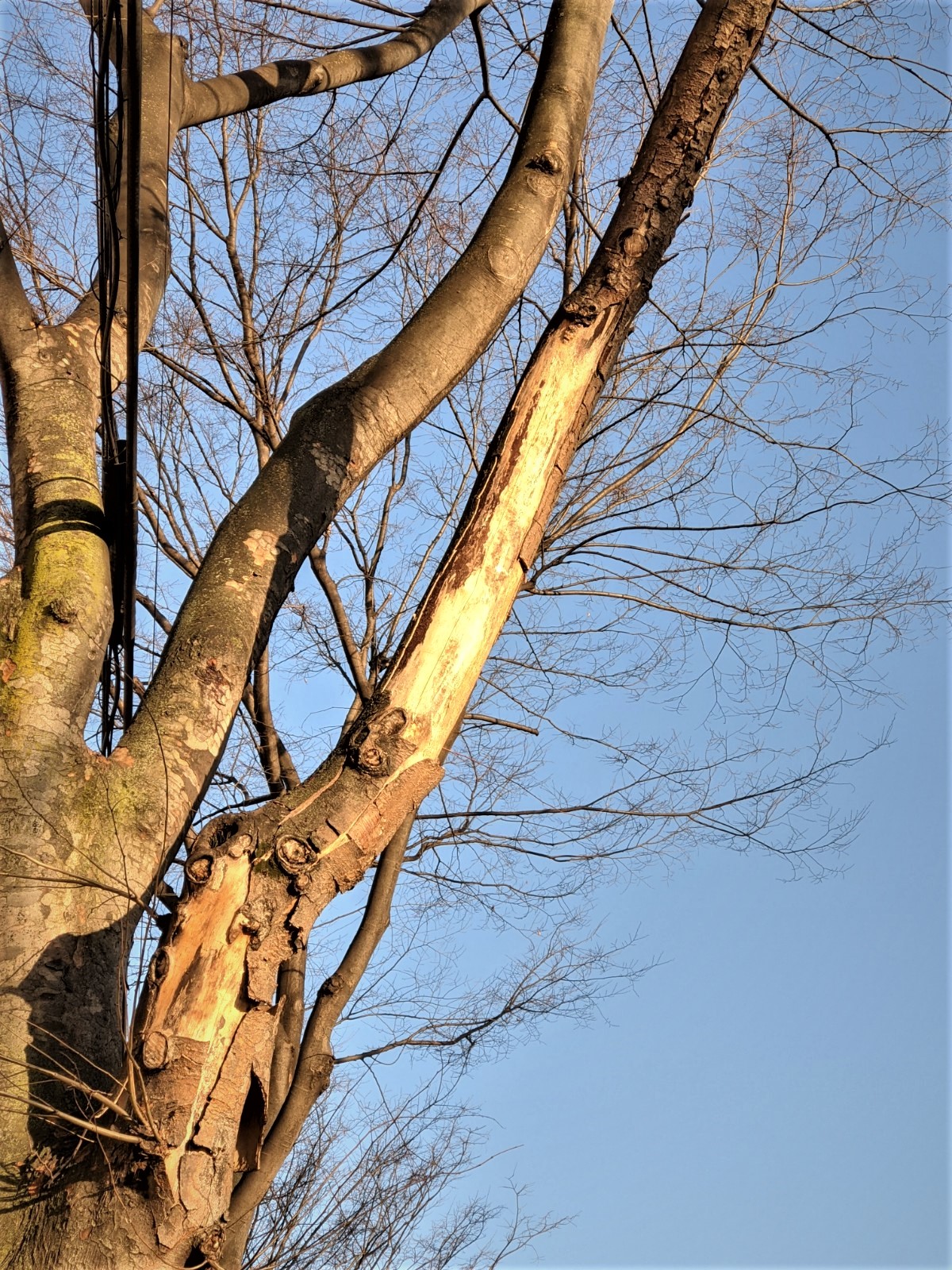 Photo of pruned trees 3