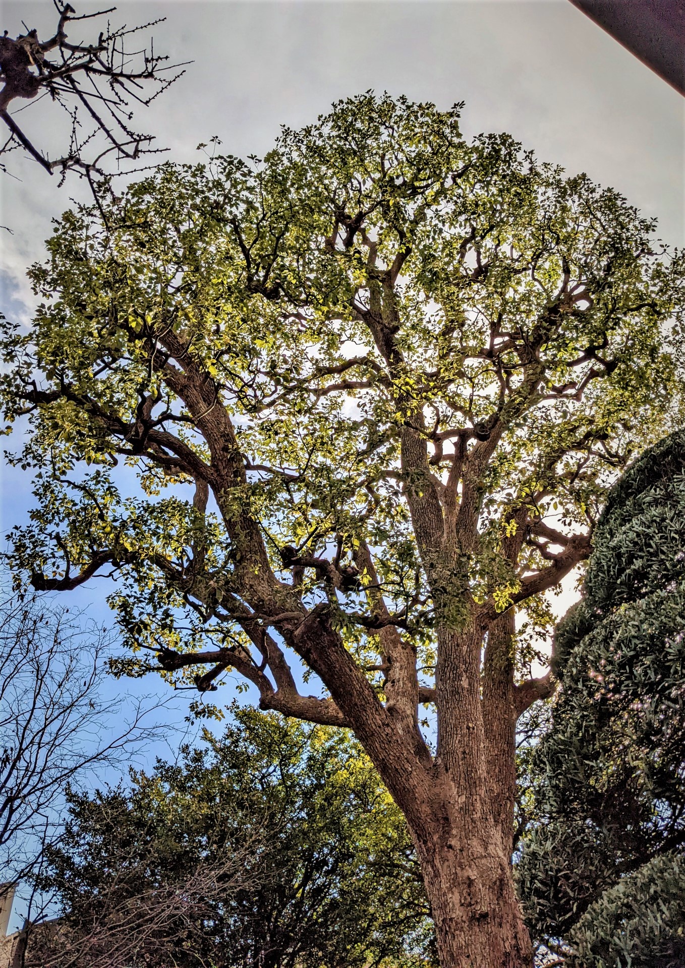 Photo of pruned trees 6