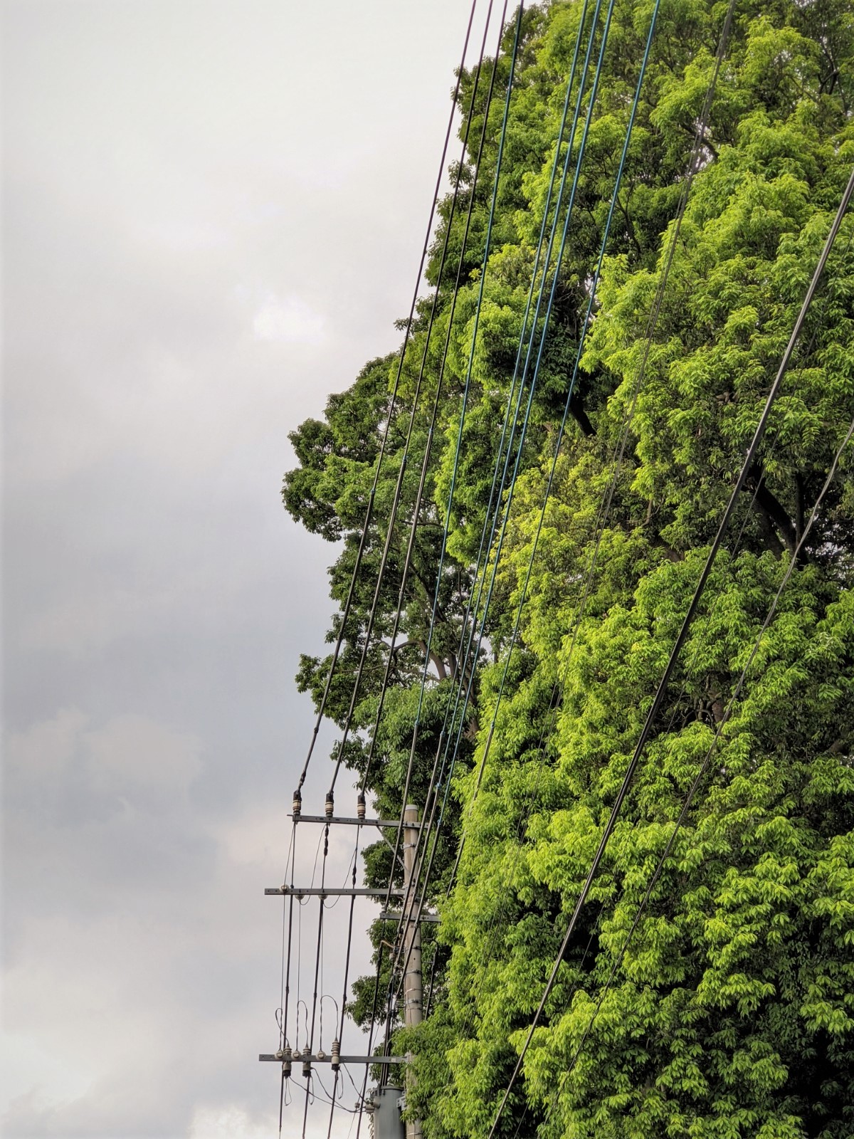 Photo-of-pruned-trees-9