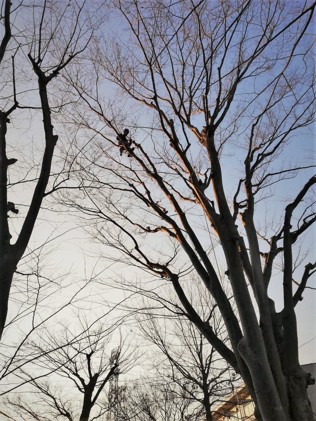 tree climbing 1