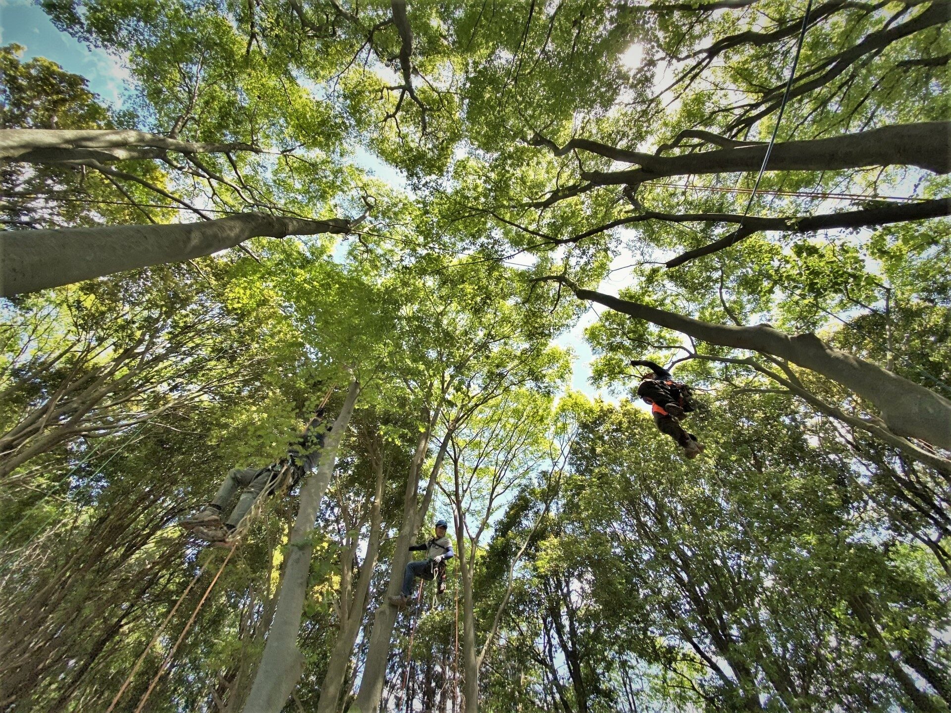 tree climbing 3